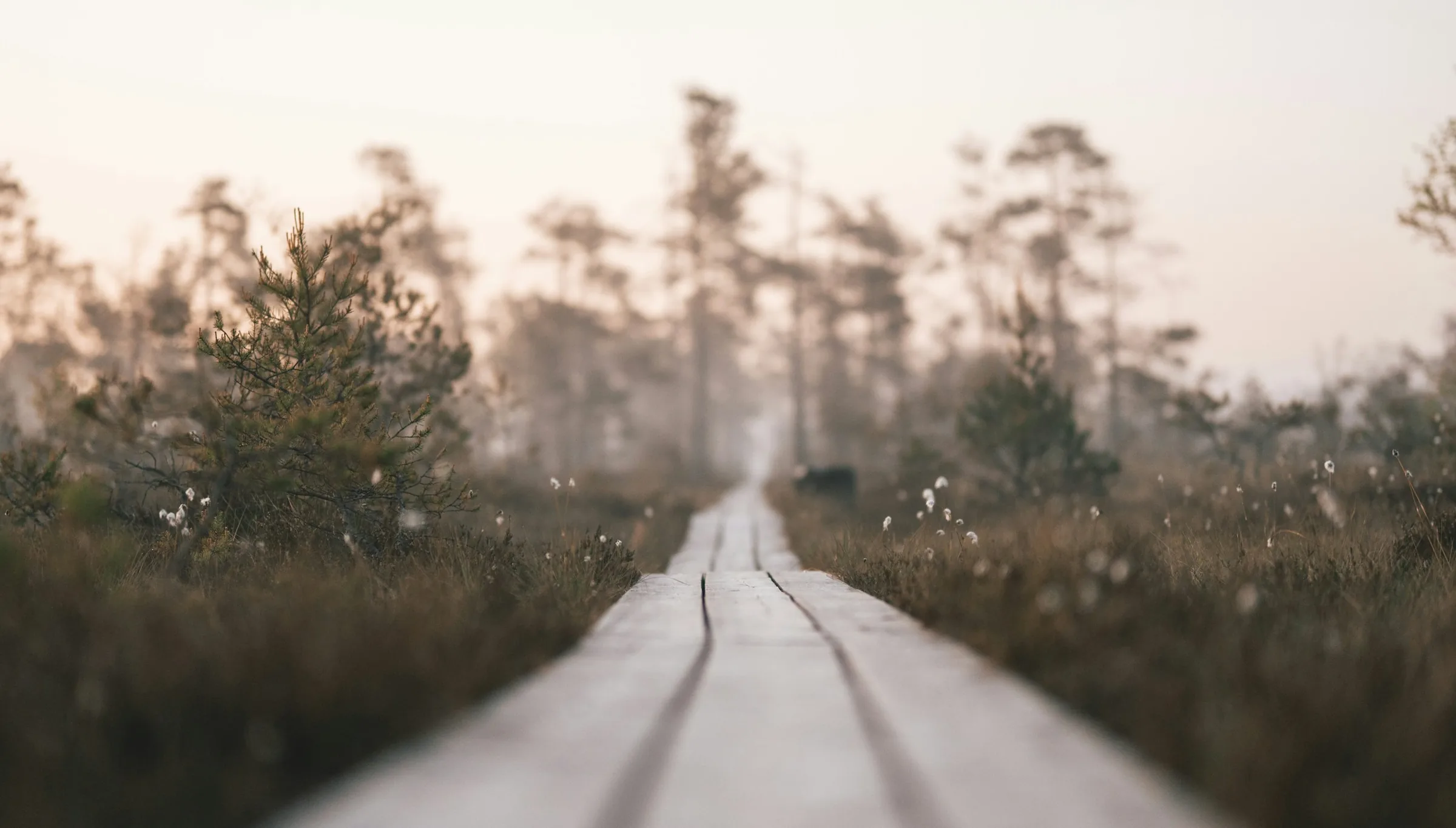 第三話 風哭高原の黒い犬 のカバー